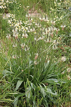 Plantago lanceolata